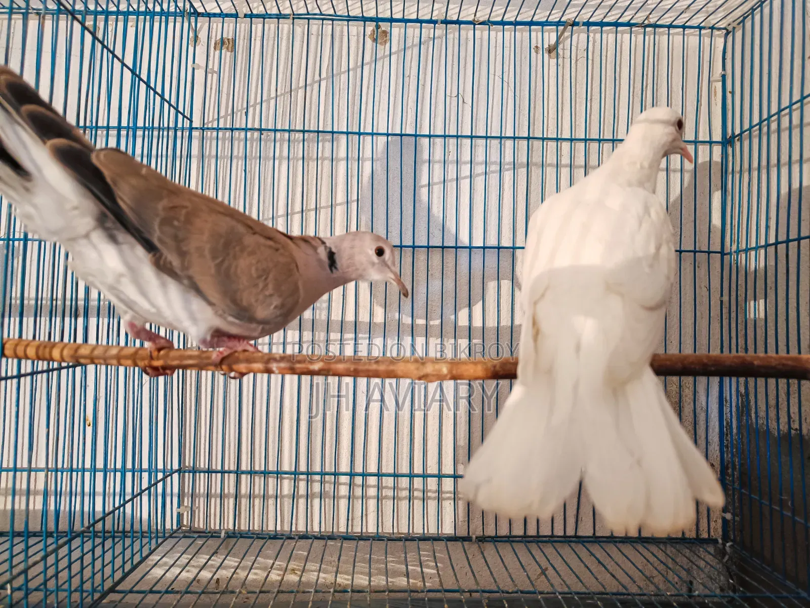 Running Australian Dove