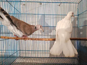 Running Australian Dove