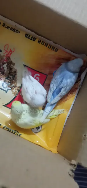 Budgerigar Baby