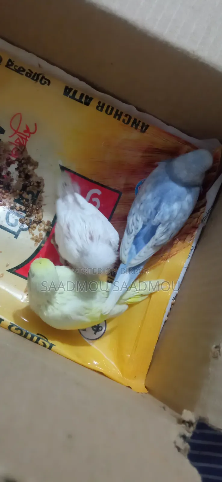 Budgerigar Baby