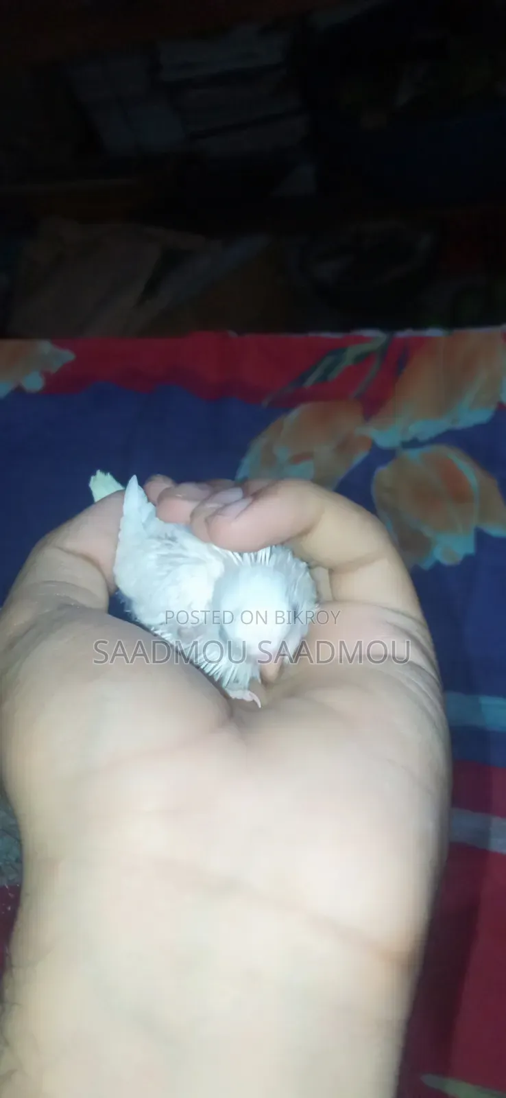 Budgerigar Baby