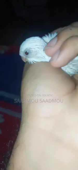 Budgerigar Baby