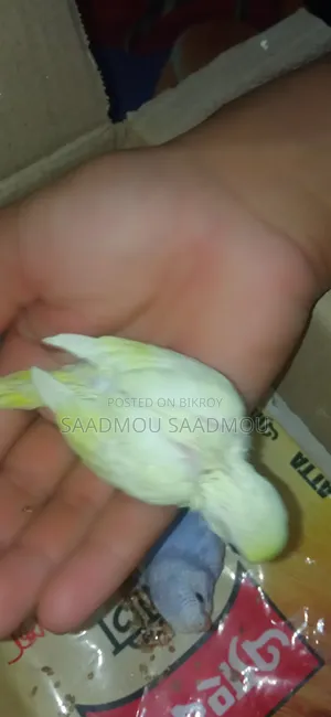 Budgerigar Baby
