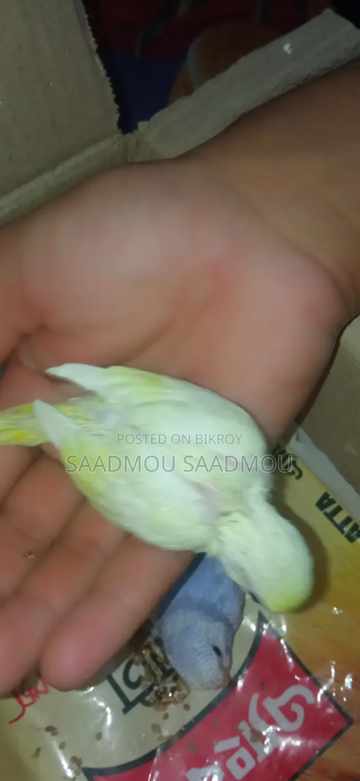 Budgerigar Baby