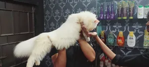 1+ year Female Purebred Persian