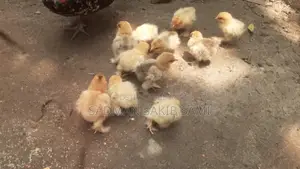 বাফ ব্রাহামা মুরগি বিক্রি হবে ।