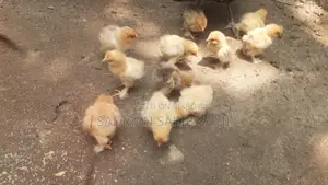 Buff Brahma chicken for sale.