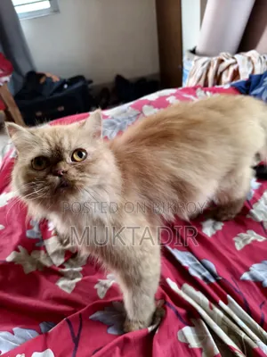 ১+ বছরের মেয়ে পিওর ব্রেড পার্সিয়ান বিড়াল