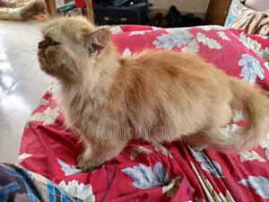 1+ year Female Purebred Persian