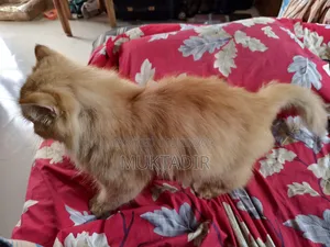 1+ year Female Purebred Persian