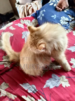 1+ year Female Purebred Persian