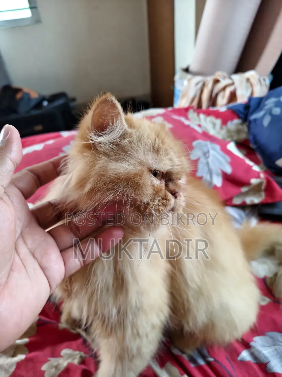 1+ year Female Purebred Persian