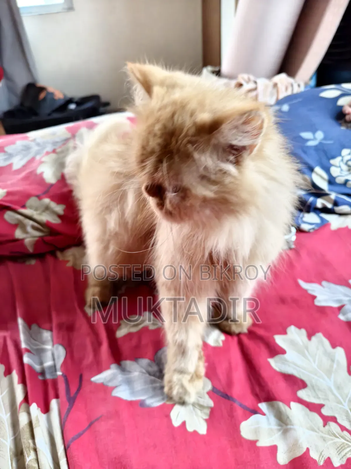 1+ year Female Purebred Persian