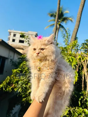 ৬-১২ মাস বয়সী পুরুষ বিশুদ্ধ পার্সিয়ান বিড়াল