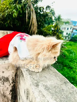 ৬-১২ মাস বয়সী পুরুষ বিশুদ্ধ পার্সিয়ান বিড়াল