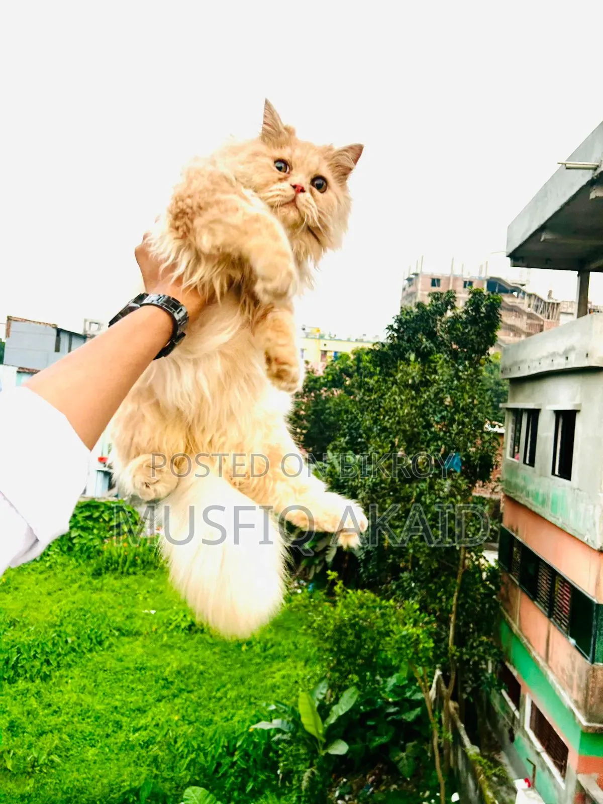 ৬-১২ মাস বয়সী পুরুষ বিশুদ্ধ পার্সিয়ান বিড়াল