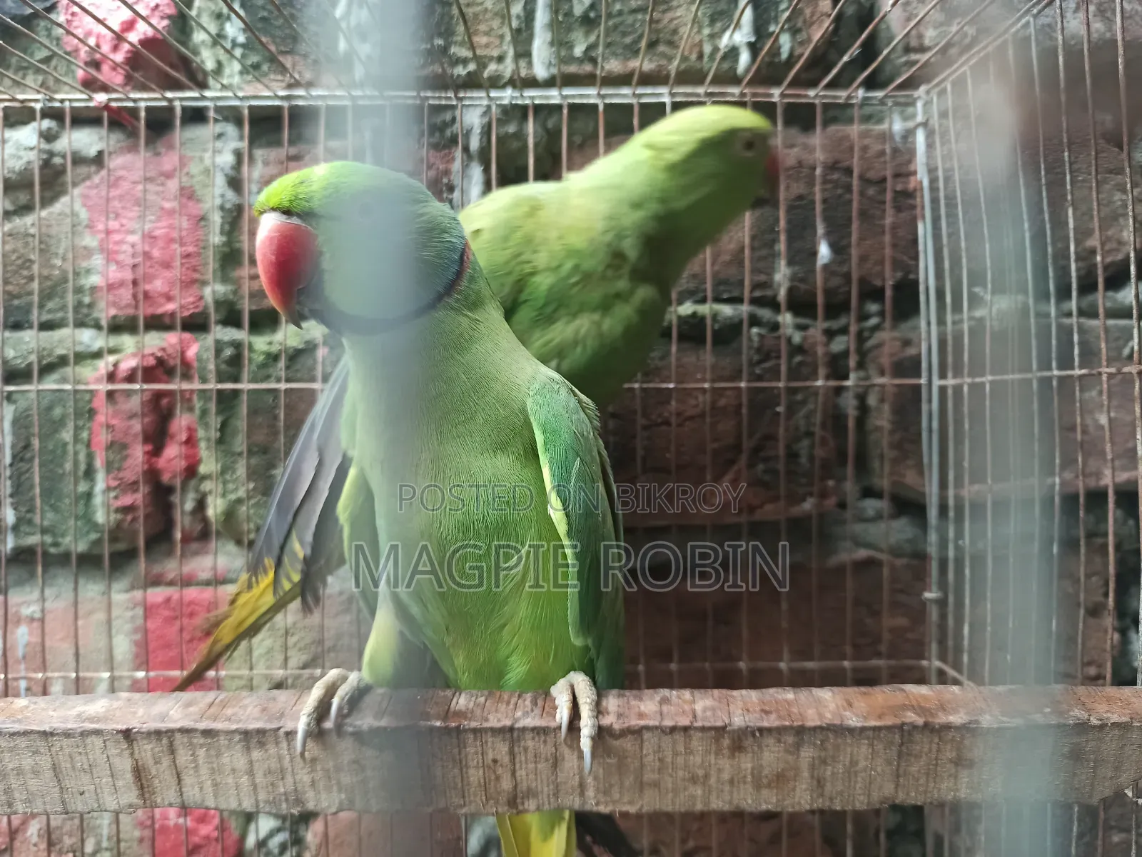 Indian Ringneck Parakeet