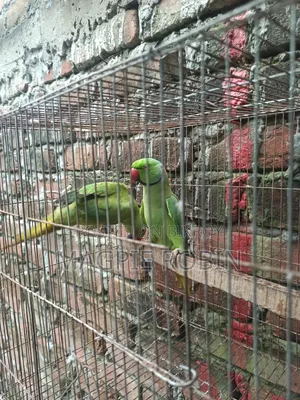 Indian Ringneck Parakeet