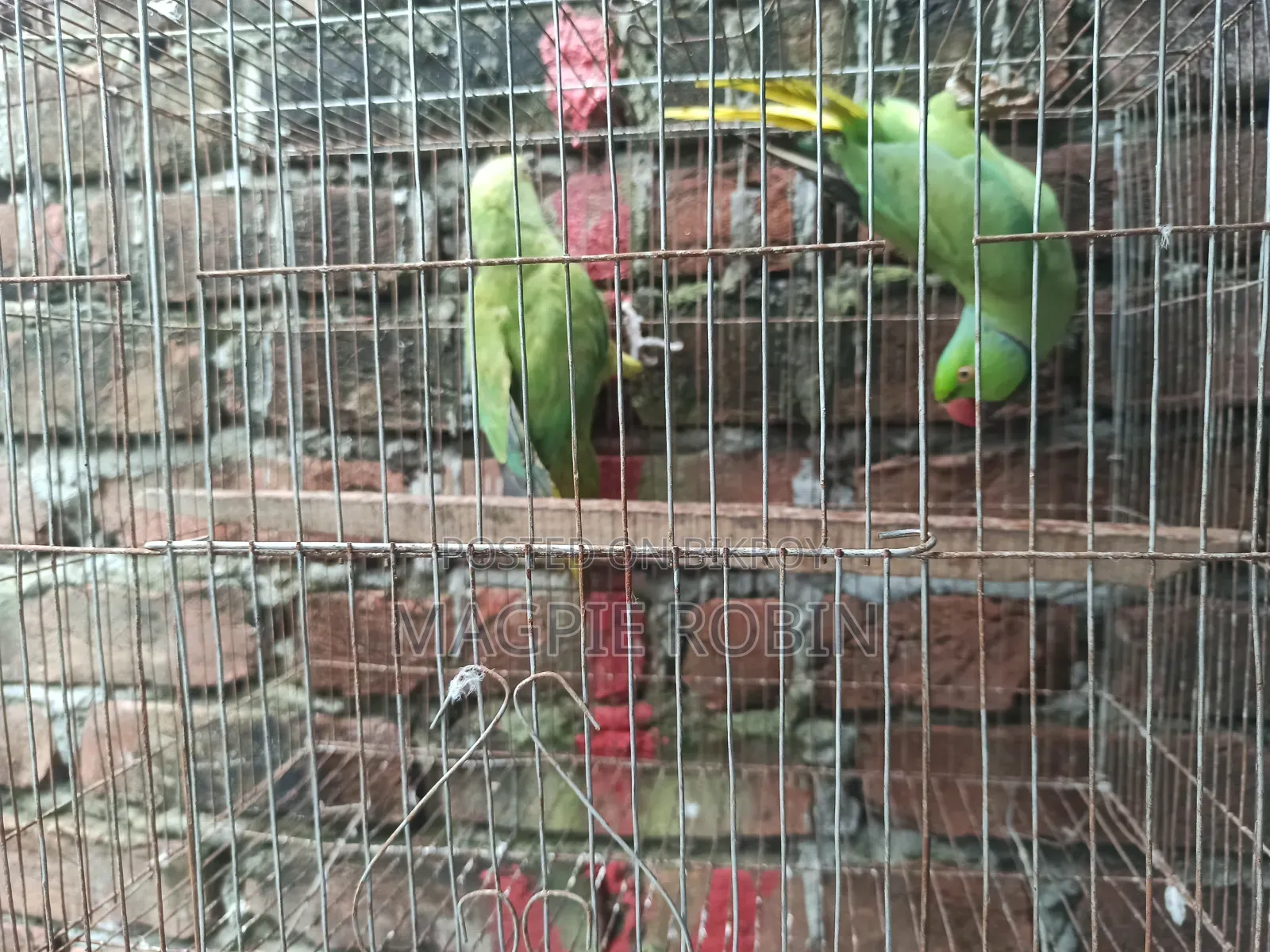 Indian Ringneck Parakeet