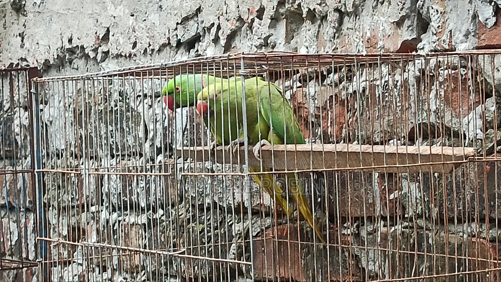 Indian Ringneck Parakeet