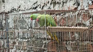 Indian Ringneck Parakeet