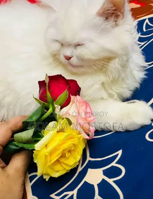 ১+ বছরের স্ত্রী বিশুদ্ধ পার্সিয়ান বিড়াল