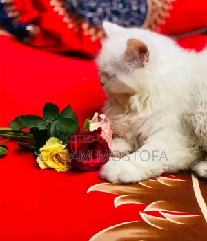 ১+ বছরের স্ত্রী বিশুদ্ধ পার্সিয়ান বিড়াল