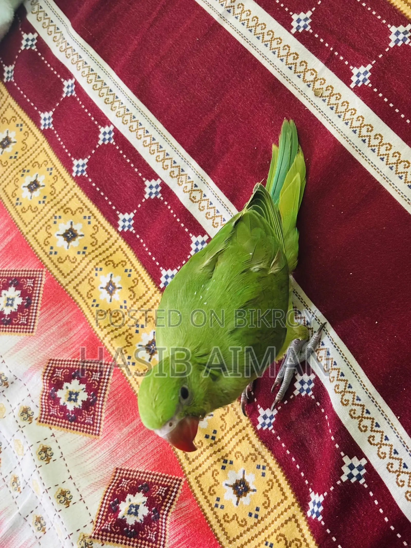 Tame Ringneck Baby For Sale