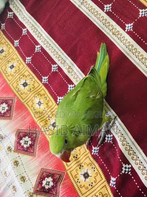 Tame Ringneck Baby For Sale