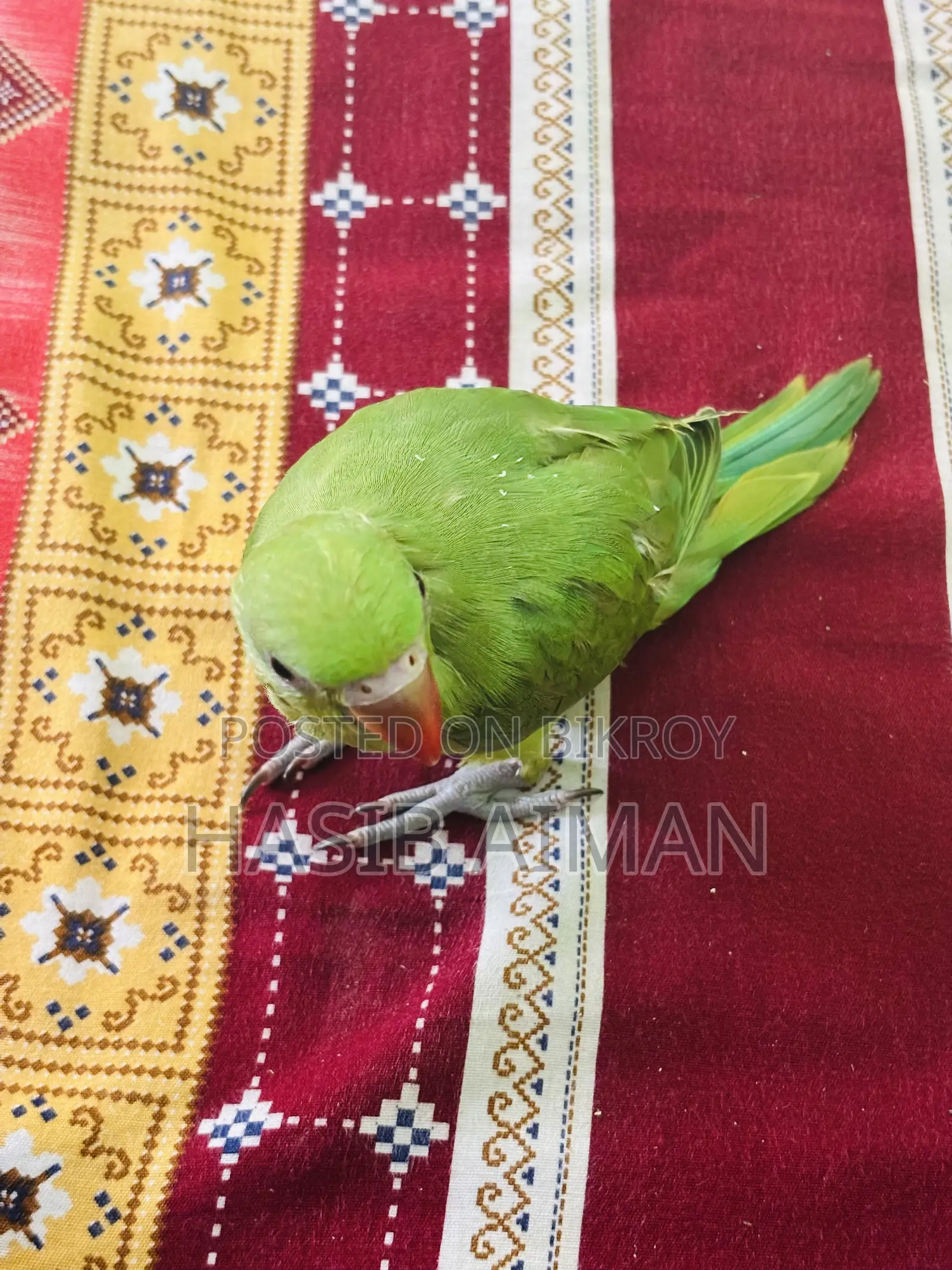 Tame Ringneck Baby For Sale