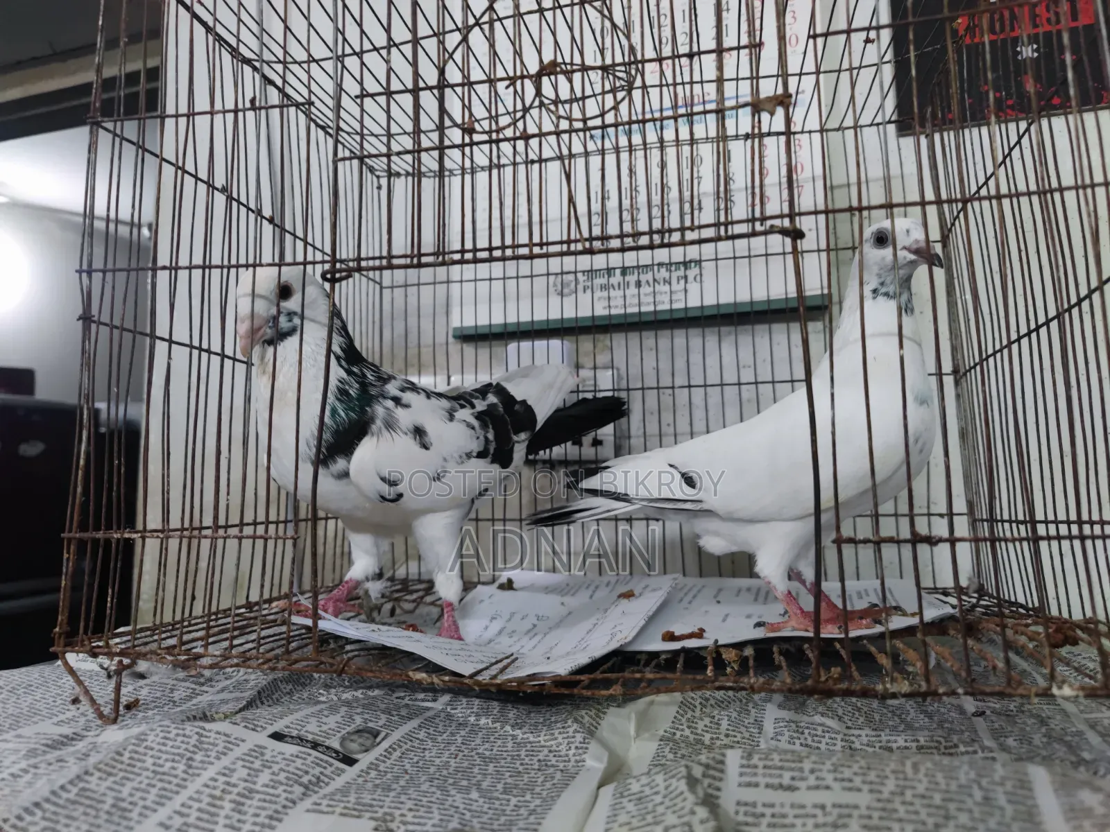 A pair of Homa pigeons for sale.