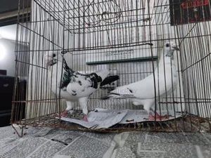 A pair of Homa pigeons for sale.