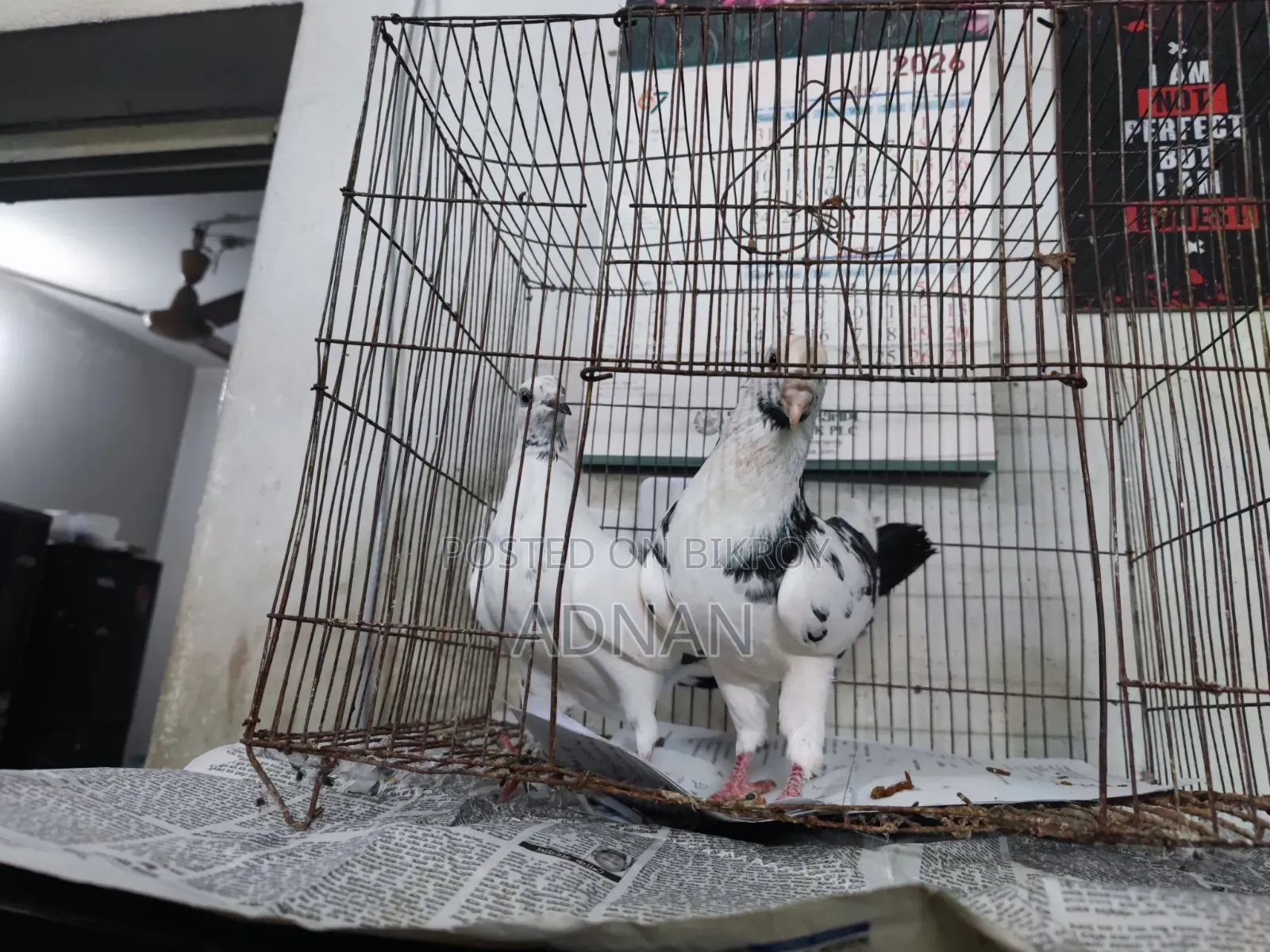 A pair of Homa pigeons for sale.