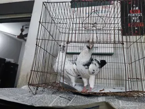 A pair of Homa pigeons for sale.