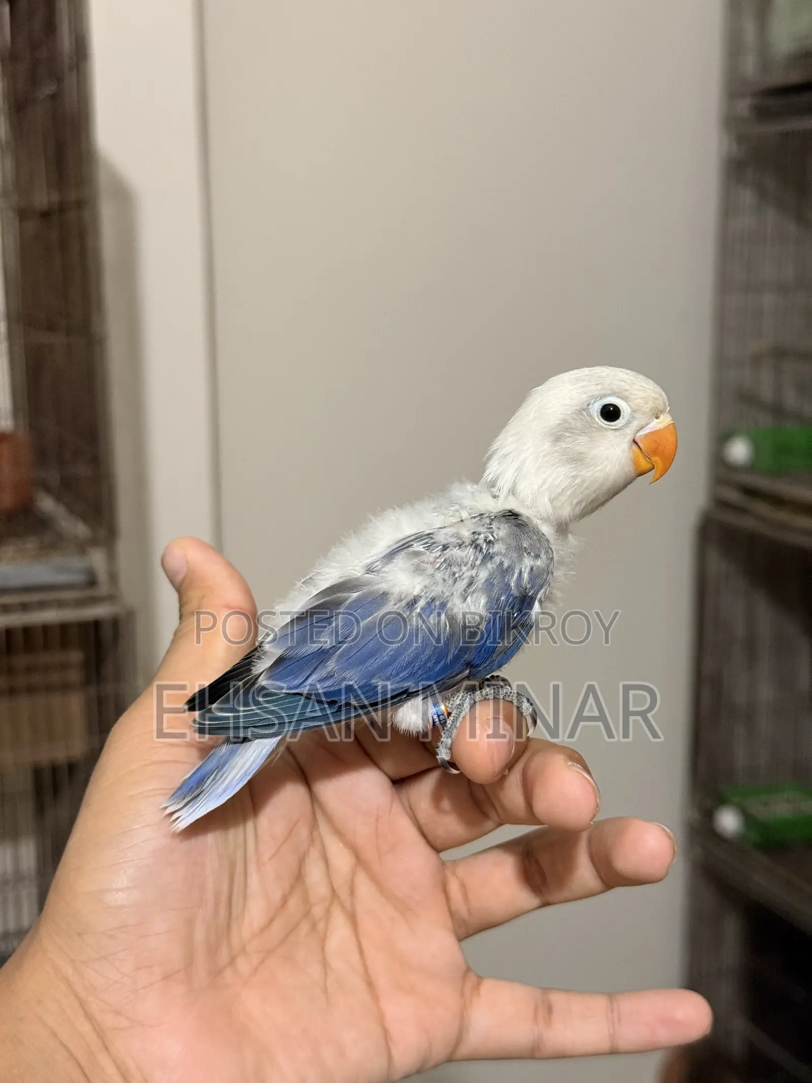 Lovebird Baby
