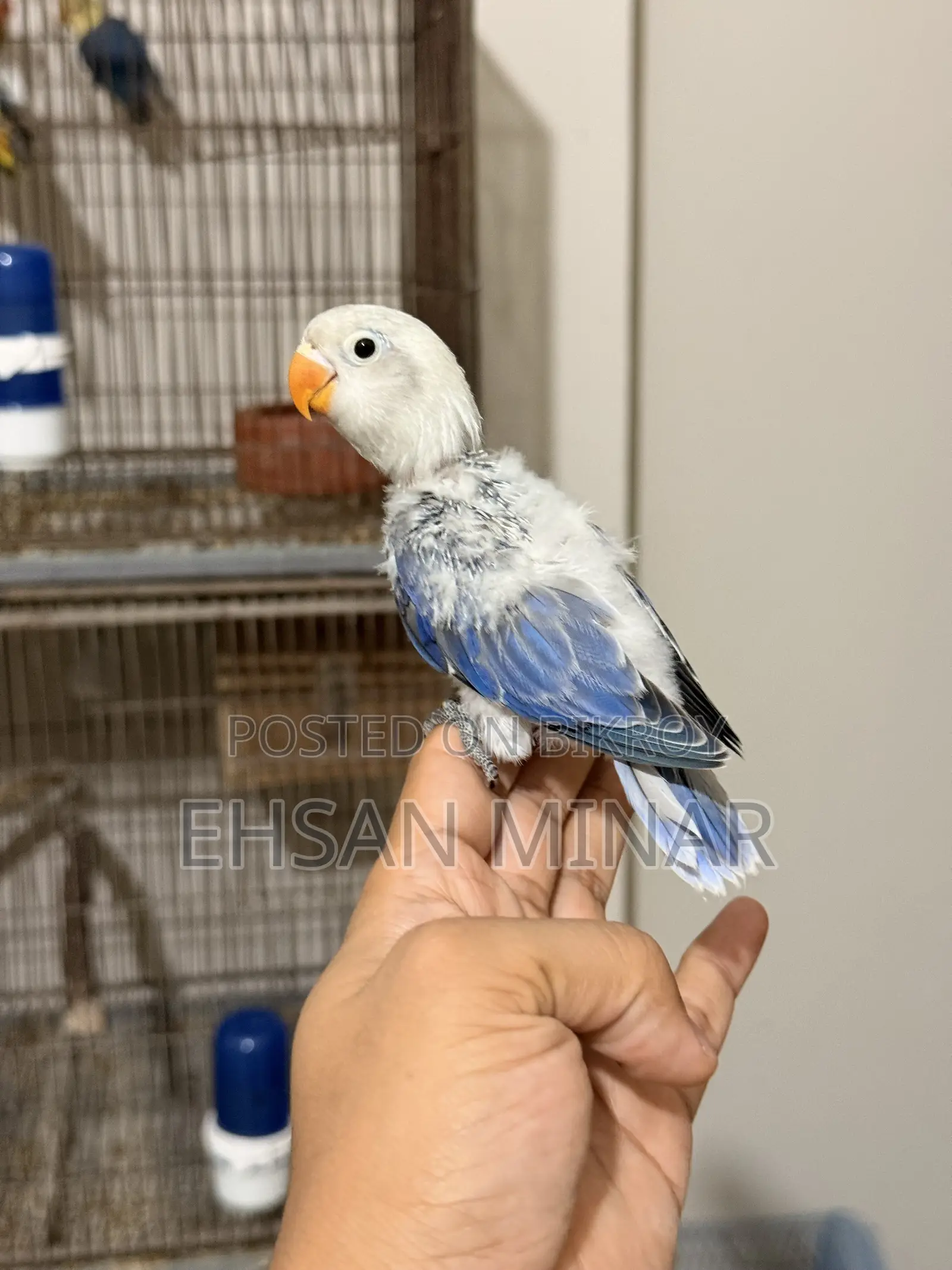 Lovebird Baby