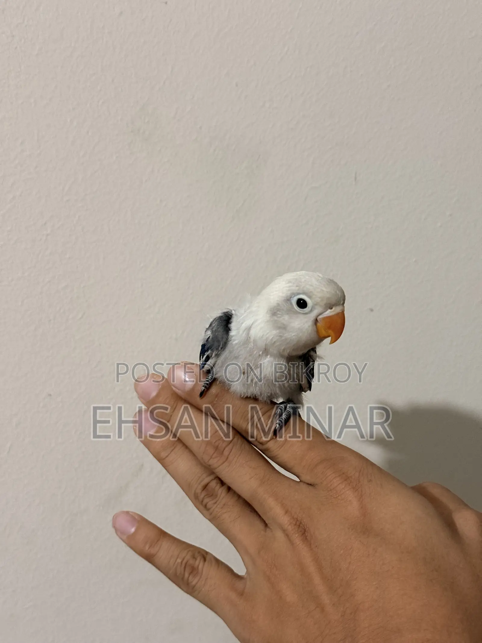 Lovebird Baby