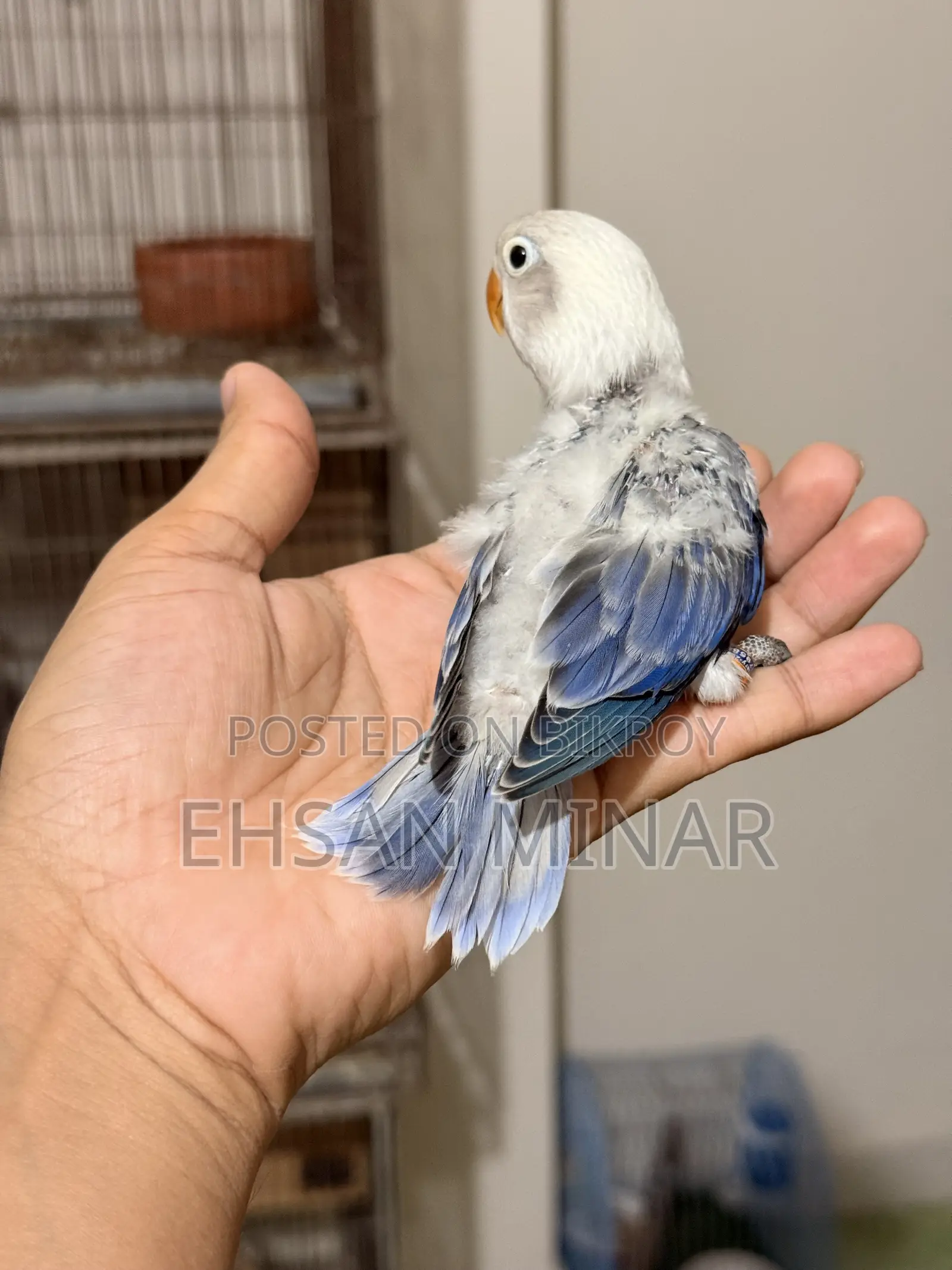 Lovebird Baby