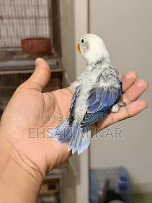 Lovebird Baby
