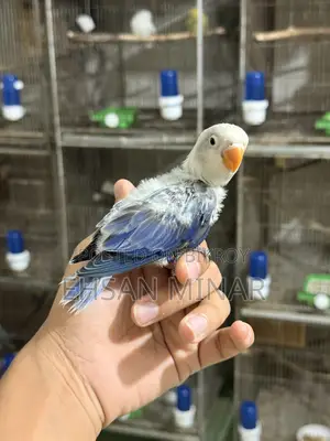 Lovebird Baby