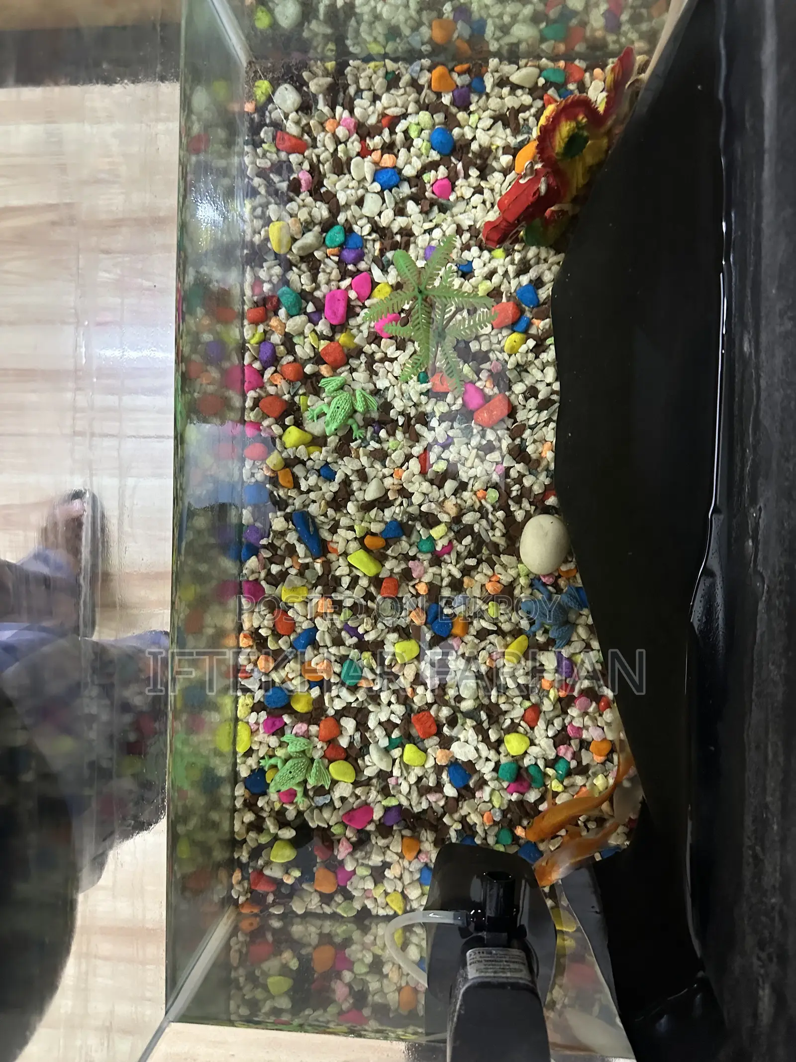 Fish Aquarium