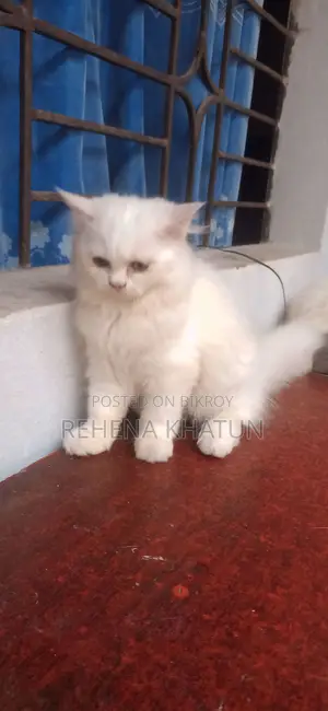৩-৬ মাস বয়সী স্ত্রী পার্সিয়ান বিড়াল