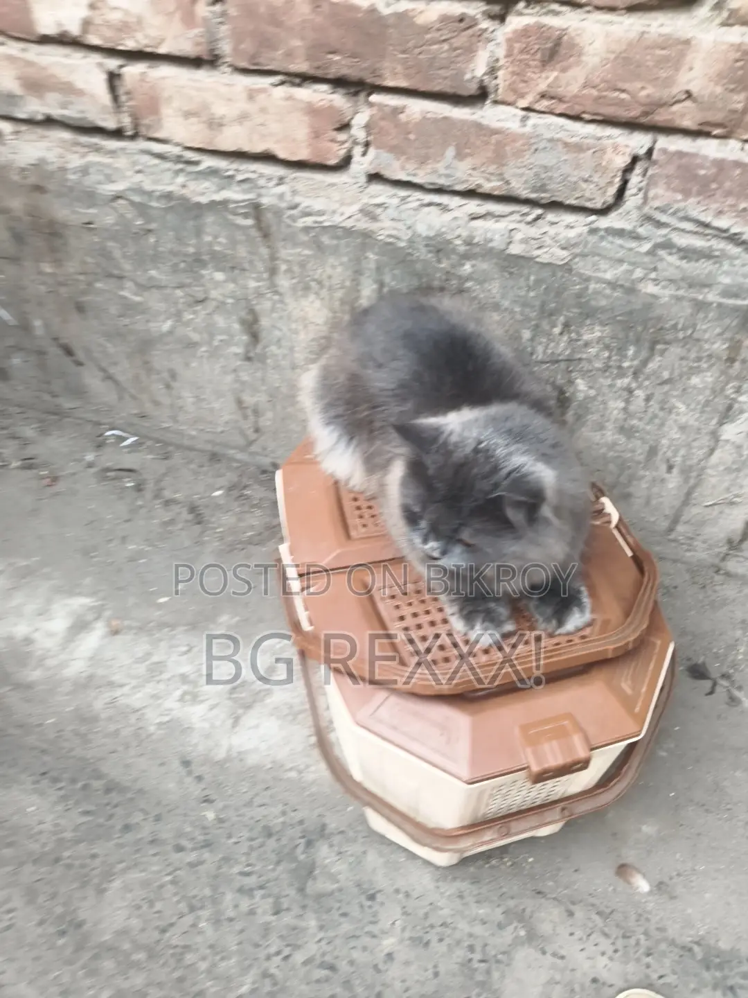 1+ Year Male Purebred Persian