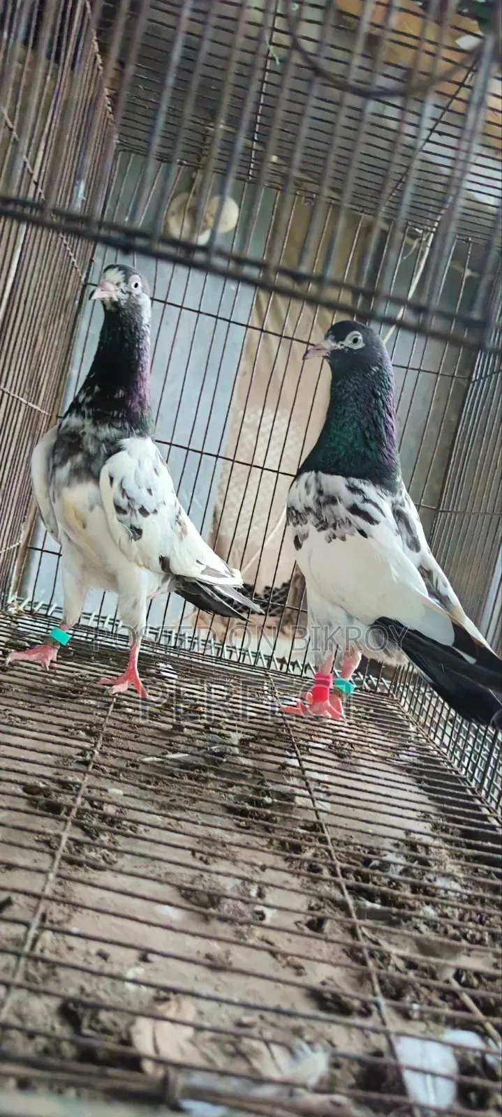 Teddy Pakistani Pigeon