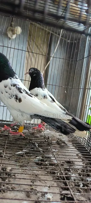 Teddy Pakistani Pigeon