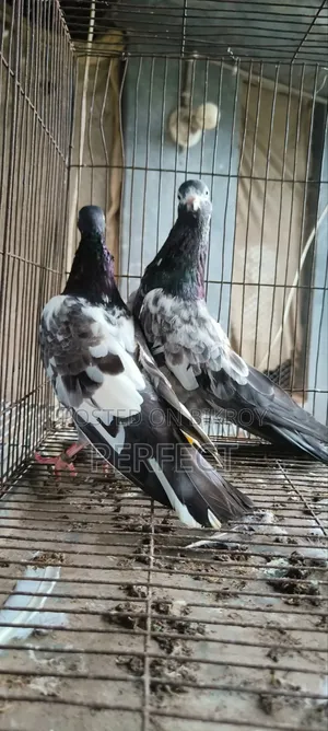 Teddy Pakistani Pigeon