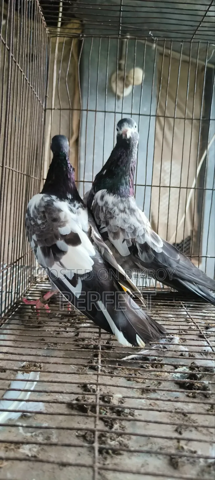 Teddy Pakistani Pigeon