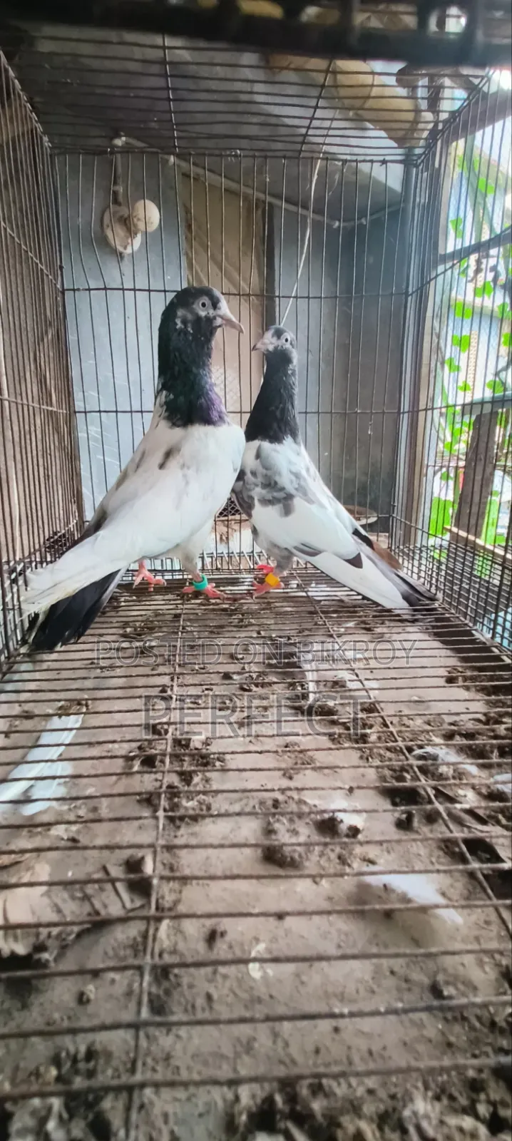 Teddy Pakistani Pigeon