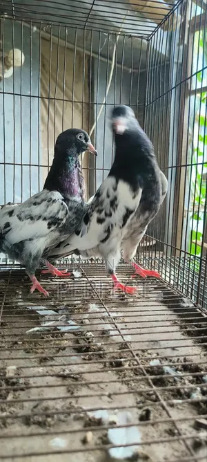 Teddy Pakistani Pigeon