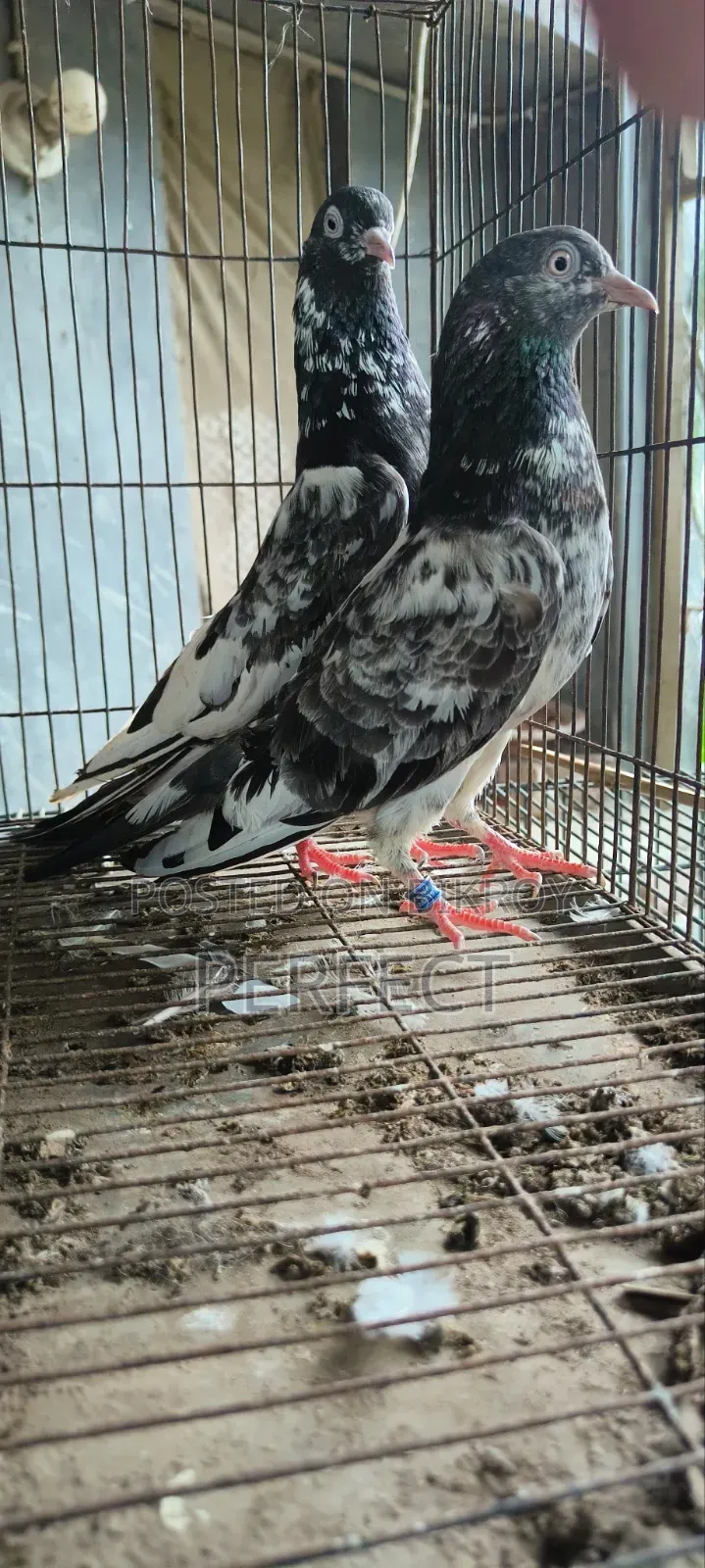 Teddy Pakistani Pigeon